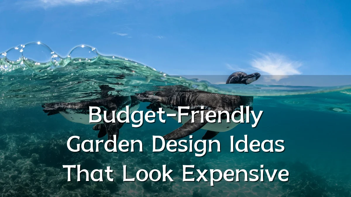 Budget-Friendly Garden Design Ideas That Look Expensive