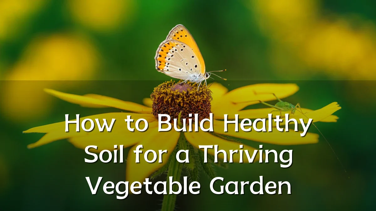 How to Build Healthy Soil for a Thriving Vegetable Garden