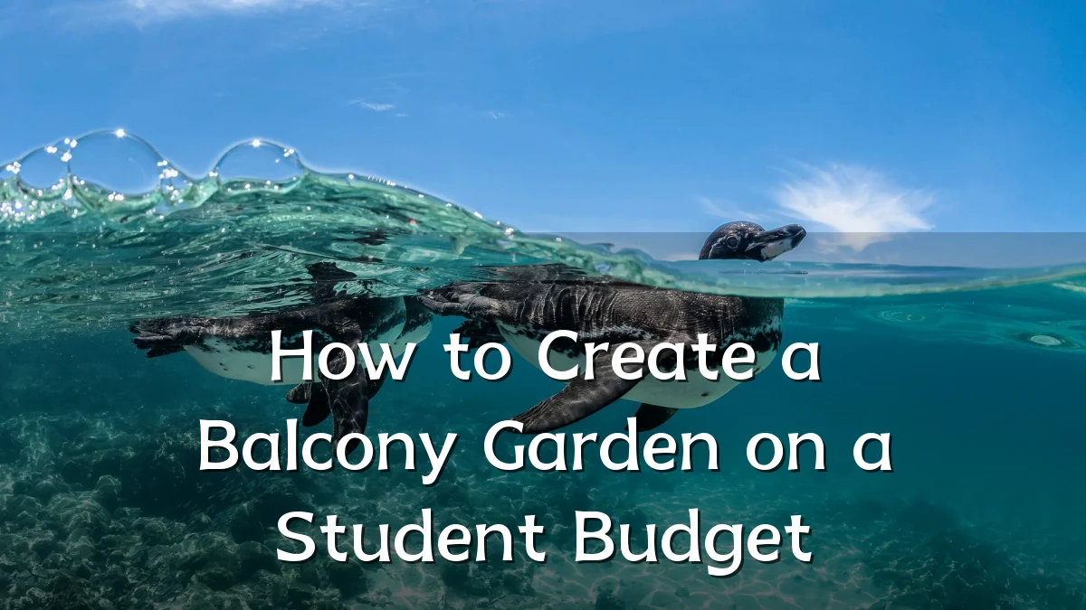 How to Create a Balcony Garden on a Student Budget