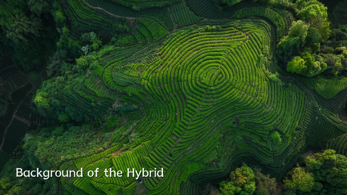 Background of the Hybrid