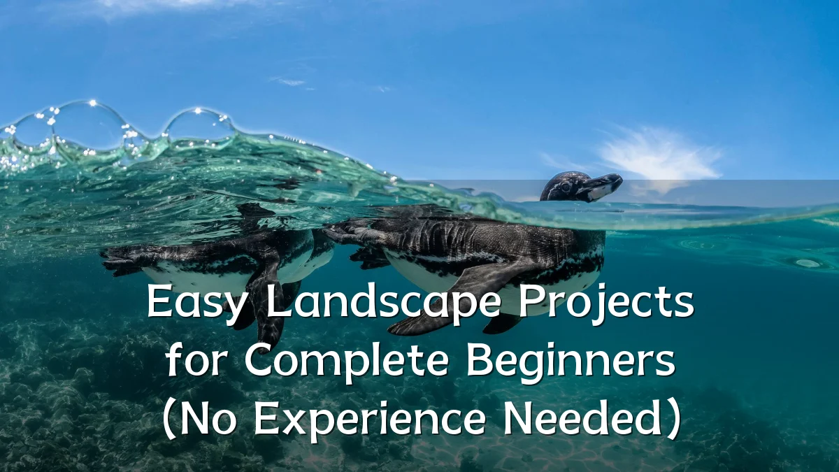 Easy Landscape Projects for Complete Beginners (No Experience Needed)