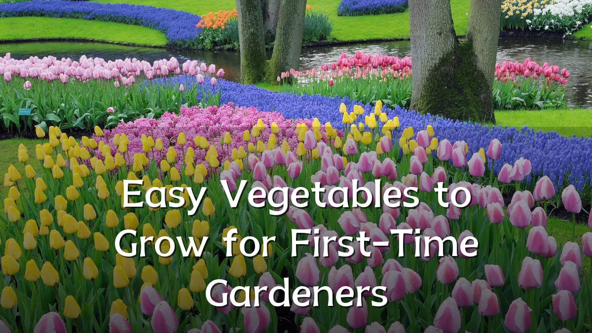 Easy Vegetables to Grow for First-Time Gardeners