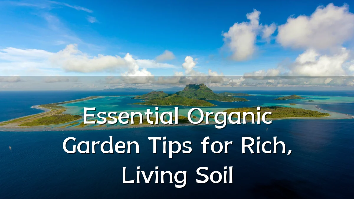 Essential Organic Garden Tips for Rich, Living Soil