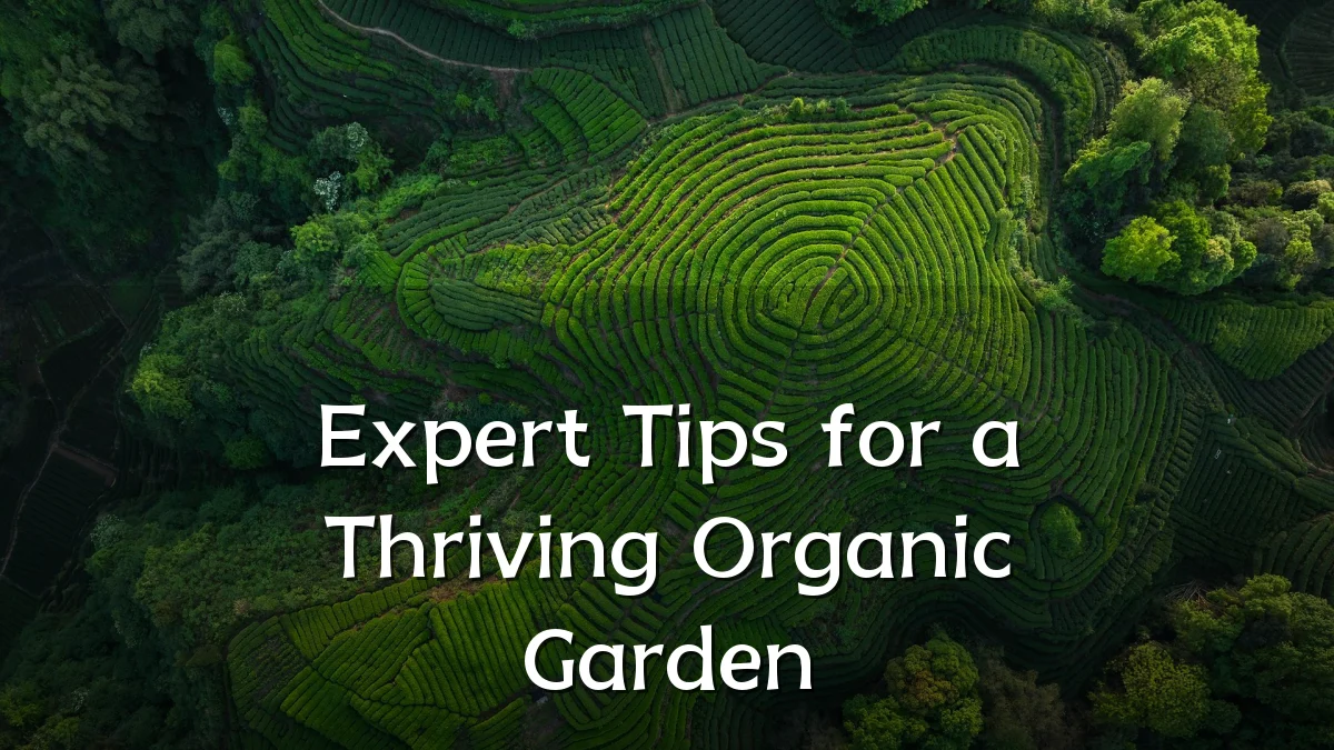 Expert Tips for a Thriving Organic Garden