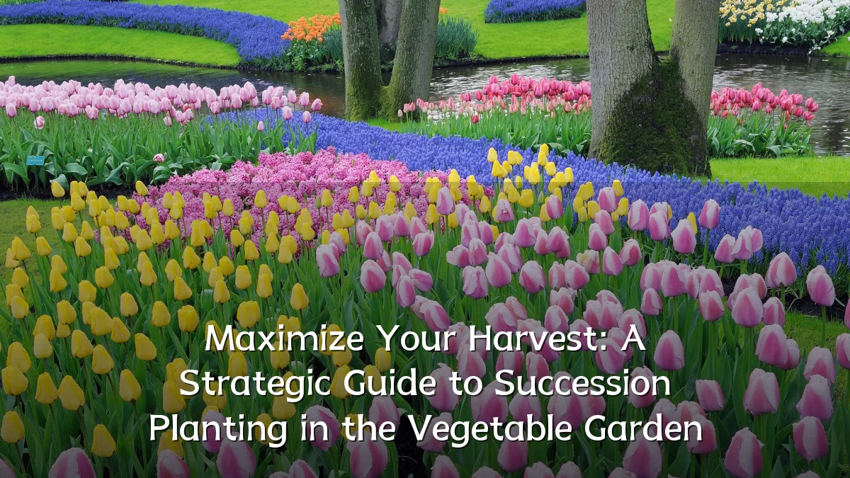 Maximize Your Harvest: A Strategic Guide to Succession Planting in the Vegetable Garden