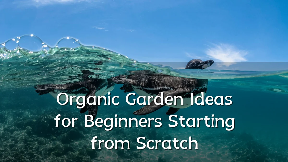 Organic Garden Ideas for Beginners Starting from Scratch