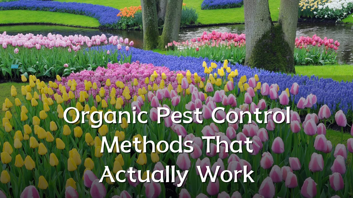 Organic Pest Control Methods That Actually Work