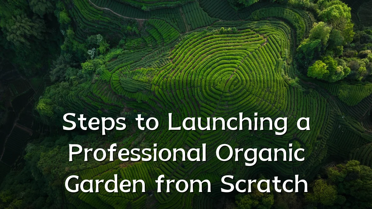 Steps to Launching a Professional Organic Garden from Scratch