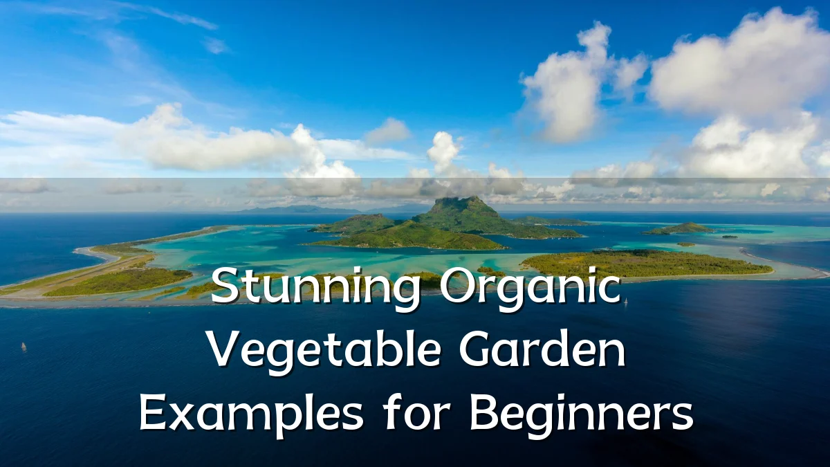 Stunning Organic Vegetable Garden Examples for Beginners