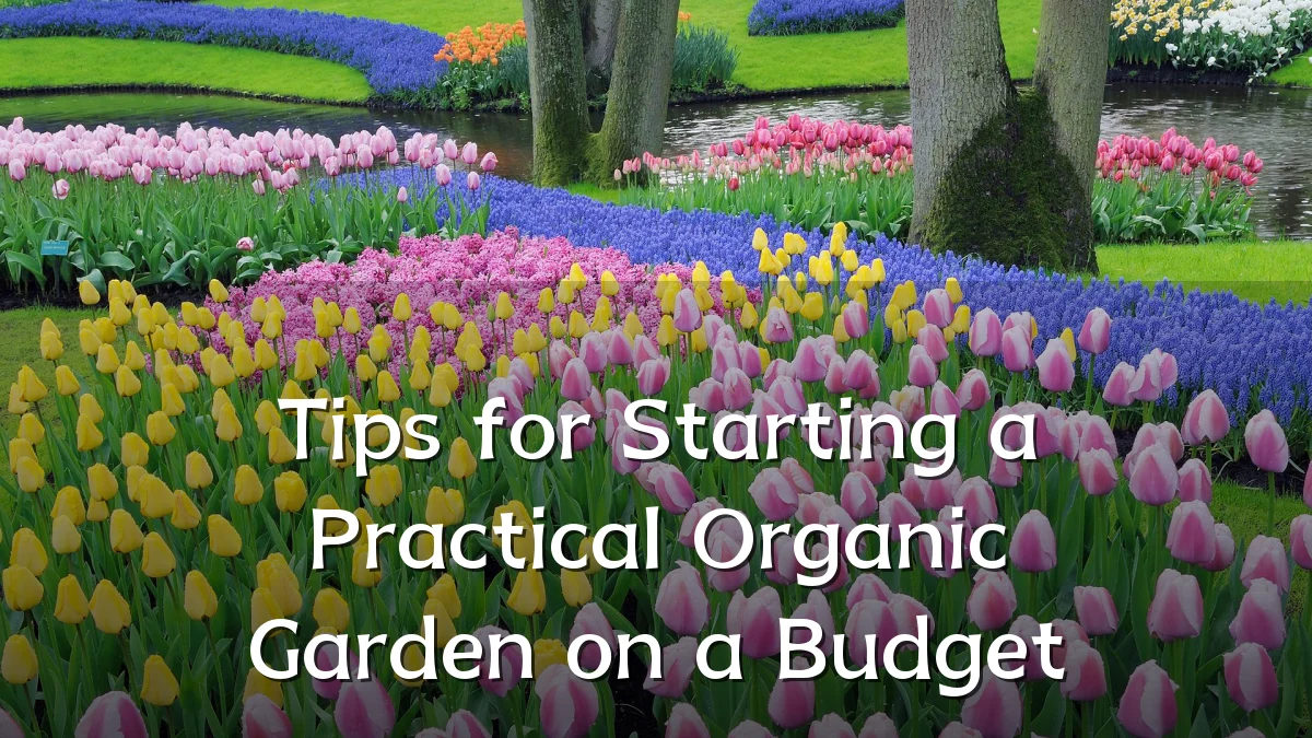 Tips for Starting a Practical Organic Garden on a Budget